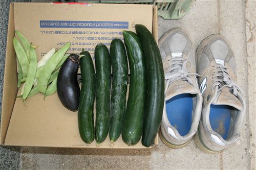 6月28日野菜収穫_R.jpg