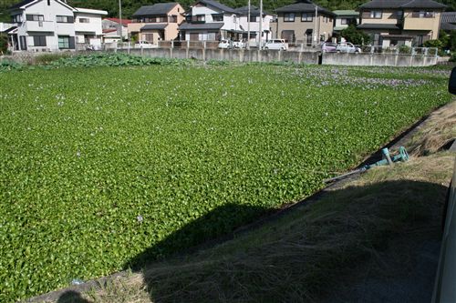 ミノコシ池の水花 002_R.jpg