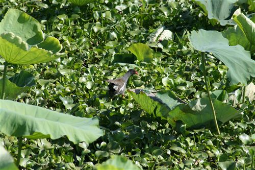 ミノコシ池の水鳥 004_R.jpg