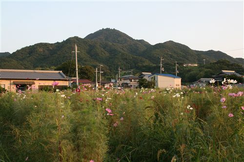 先山＆コスモス 011_R.jpg