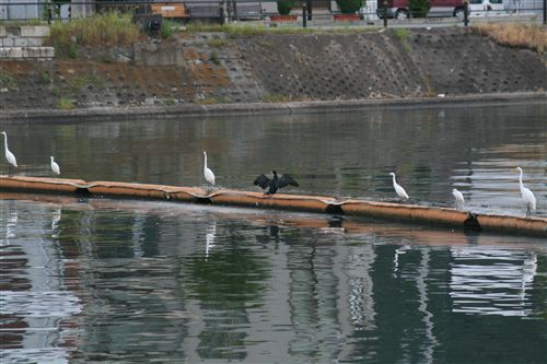 洲本川の白鷺 001_R.jpg