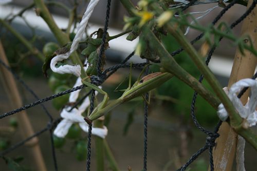 カマキリ 006_R.jpg