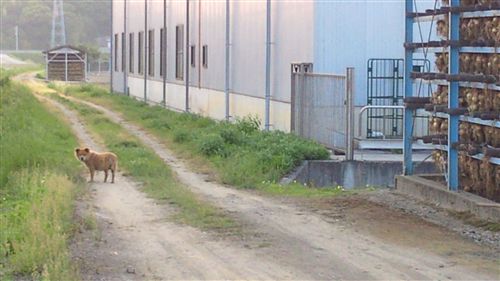 20100610野良犬＆タマネギ_R.jpg