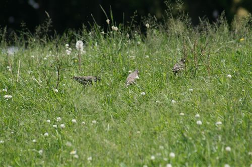 2011戸田野鳥3羽_R.jpg