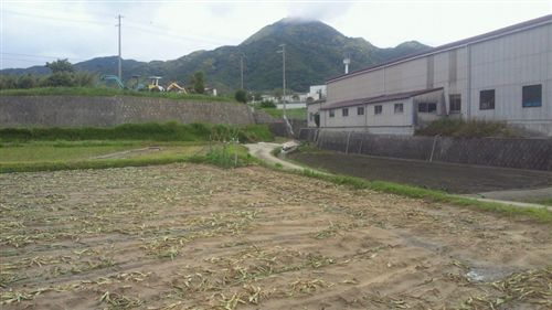 20110531先山頭隠し_R.jpg