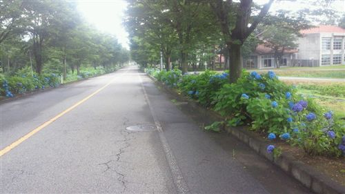 20110707国際大ｱｼﾞｻｲ_R.jpg