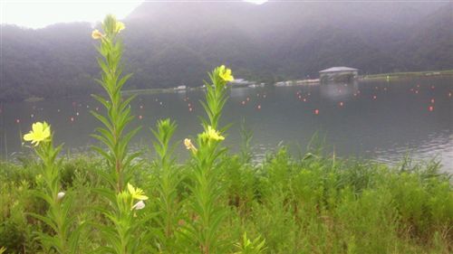 20110724城崎の花_R.jpg