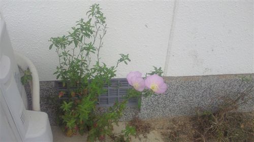 20110702根性花_R.jpg