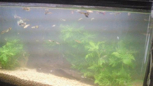 20110608電工熱帯魚_R.jpg