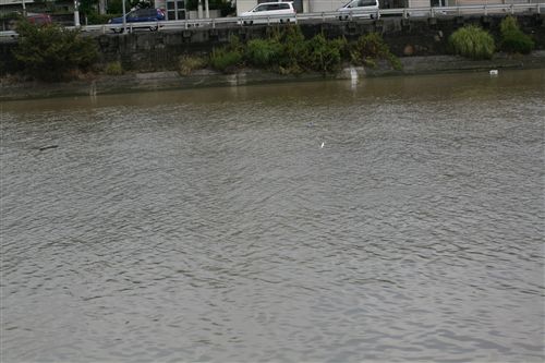 洲本川の飛魚 001_R.jpg