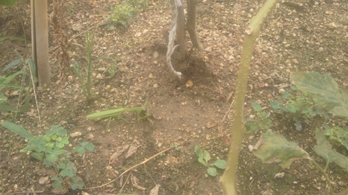 肉食カマキリ (1)_R.jpg