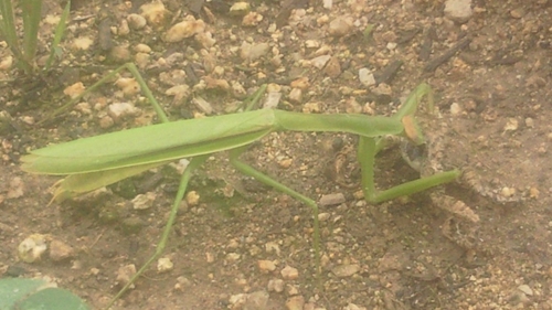 肉食カマキリ (2)_R.jpg