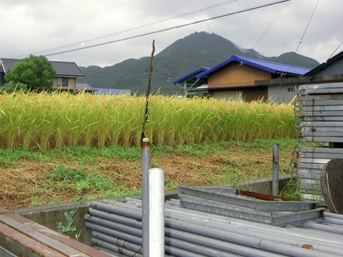 雨の先山_R.JPG