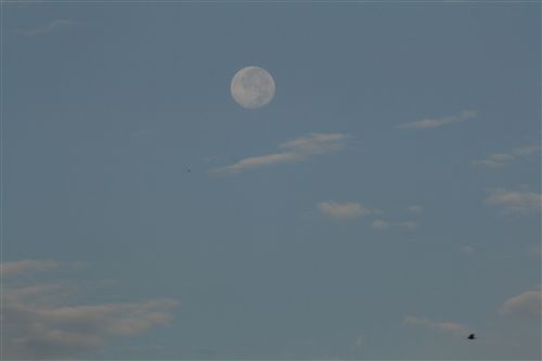 ９月１7日早朝の月と羊雲 003_R.jpg