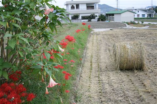 ワラの梱包と華 004_R.jpg