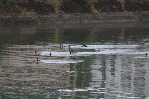 １０月洲本橋の鵜 集団_R.jpg