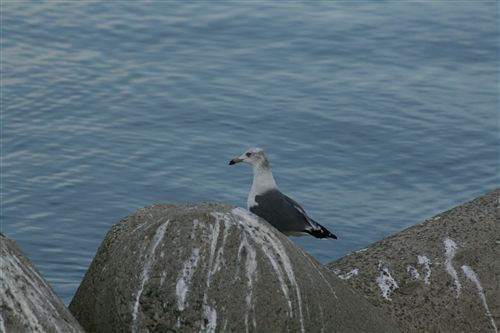 ９月１6日津井港のウミネコ 008_R.jpg