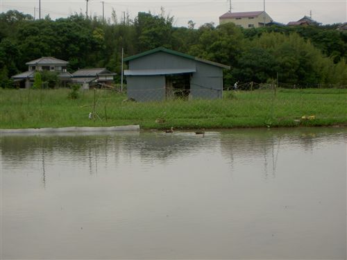 水田の鴨発見