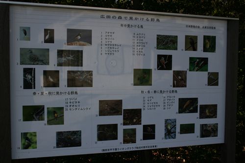 広田神社の野鳥_R.jpg