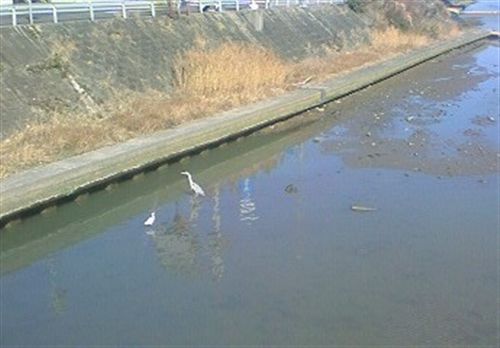 銀橋県庁検査 小鷺_R.jpg