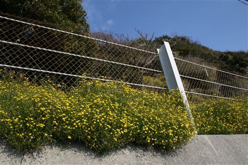 フェンスの黄花ｱｯﾌﾟ 002_R.jpg