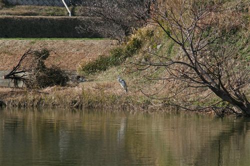 ハコゲ池の青鷺_R.jpg