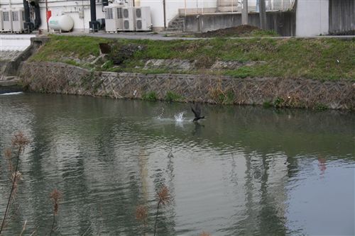 初夫川の川鵜 飛立ち_R.jpg