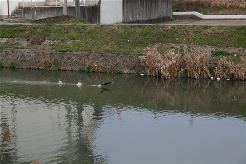 初夫川の川鵜 飛立ち2_R.jpg