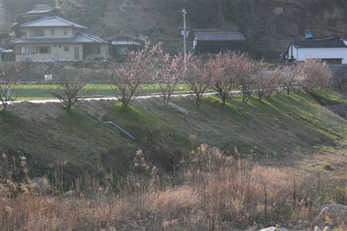 鮎原吉田都志川現場の桜、梅_R.jpg