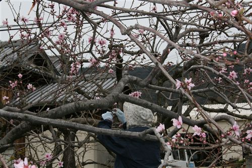 上内膳の桃の花 剪定_R.jpg