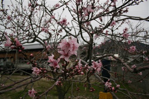 上内膳の桃の花 アップ_R.jpg