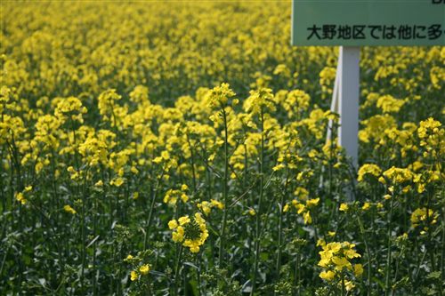 バイオ菜の花（沖田先生隣） アップ_R.jpg