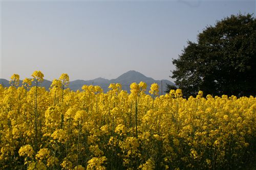 菜の花&先山 (金屋）_R.jpg