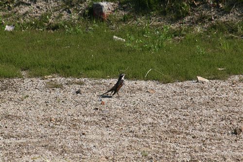 血刃川の野鳥 019_R.jpg