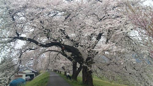 090414白石川桜横大_R.jpg