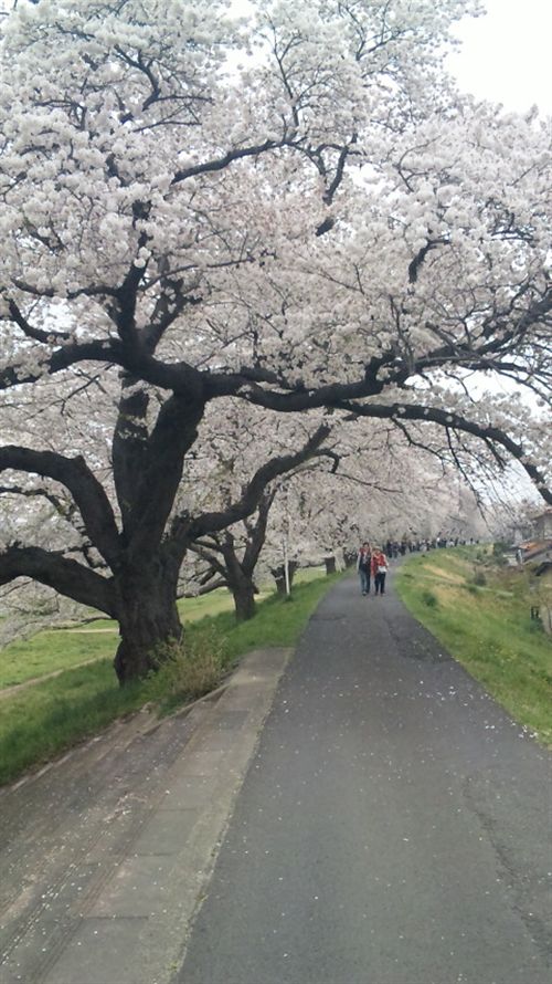 090414白石川上流桜花見客_R.jpg