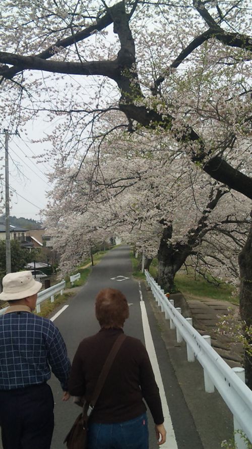 090414桜&老夫婦_R.jpg