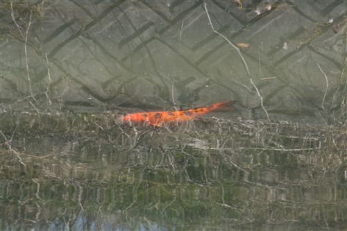鮎屋川の色鯉 005_R.jpg
