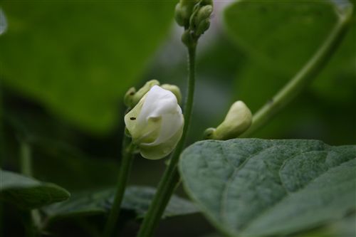 えんどうの花 ＆小さな虫2_R.jpg