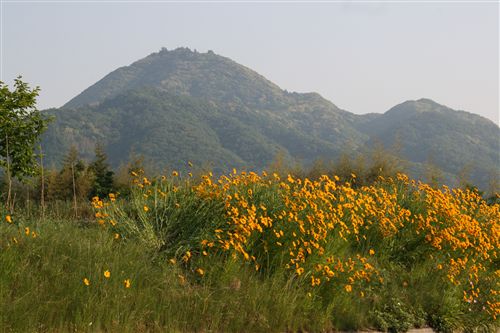 先山＆黄花 001_R.jpg